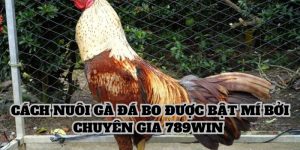 Cách nuôi gà đá bo được bật mí bởi các chuyên gia