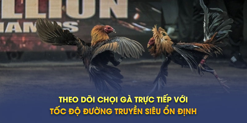 Theo dõi chọi gà trực tiếp với hệ thống server siêu ổn định
