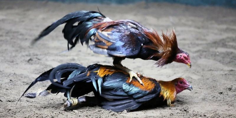 Chọn gà chọi dựa trên miệng và chân