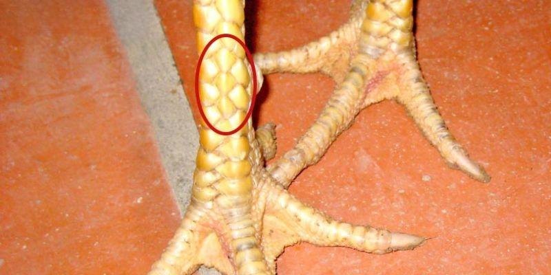 Sơ lược về loại vảy gà Huyền Trâm