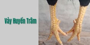 Vảy gà Huyền Trâm ảnh đại diện